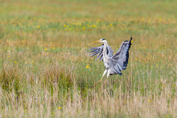 gray heron (ardea cinerea) landing in green reed meadow