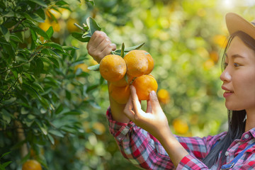 Positive Asia Female farmer picking carefully ripe orange branch in the garden.