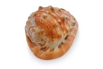 seashell