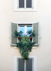 Fototapeta na wymiar Window with open shutters and potted ivy plants and other flowers on a facade of a building