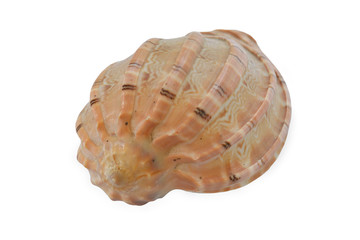 seashell