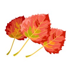 Red, yellow and green senescent leaves of aspen tree. Multicolor beauty of autumn foliage in parks, forests, botanical gardens. Seasonal sale element design. Vector cartoon isolated on white.
