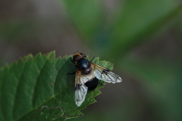 MOUCHE DU MIDI