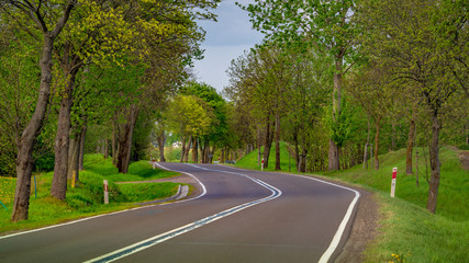 road in the forest