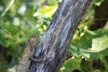 lizard on tree