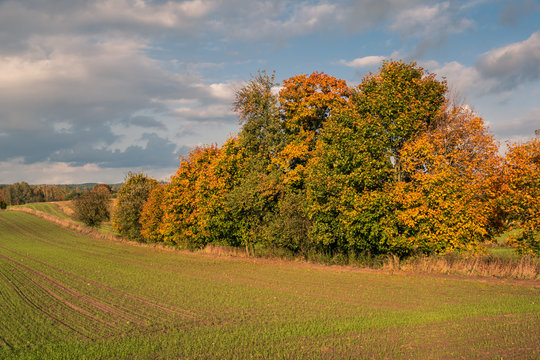 Masurian meadows at autumn near Banie Mazurskie, Masuria, Poland