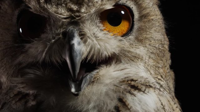 Wildlife, predator bird, close up of a big owl on black background