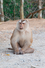 Macaque monkey in the forest