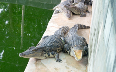 Crocodiles in farm animals