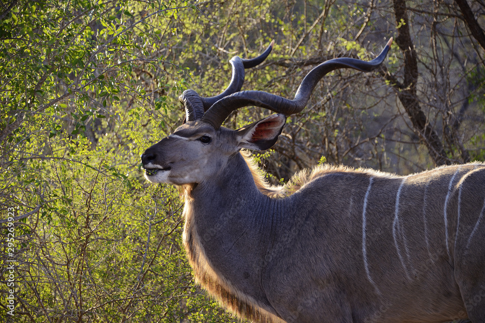 Wall mural Kudu, Kruger National Park, South Africa