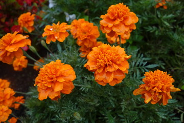 雨に濡れたマリーゴールド