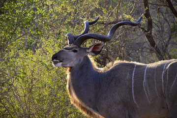 Kudu, Kruger National Park, South Africa