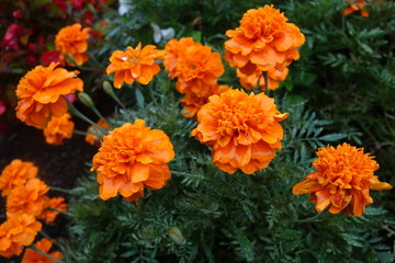 雨に濡れたマリーゴールド