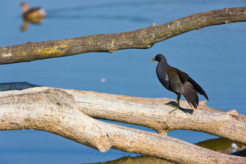 HUMEDALES, POLLA DE AGUA GALLINETA COMUN Gallinula chloropus