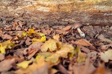 Fallen autumn leaves and mushroom on ground in sunlight. Colorful foliage in the park. Falling leaves natural background