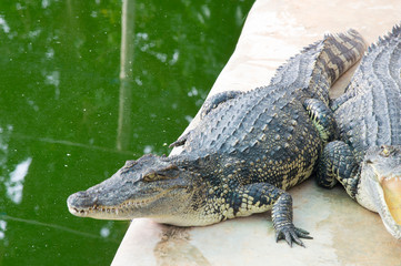Crocodiles in farm animals