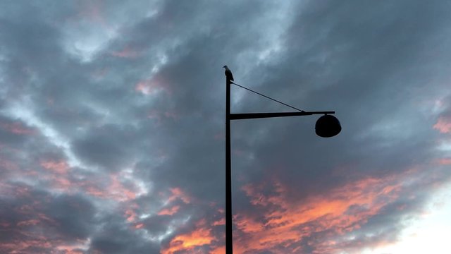A lonely seagull standing on a pole, with a dramatic orange sky in the background.