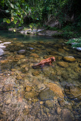 Obraz premium Golden Retriever playing in the creek