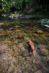 Golden Retriever playing in the creek