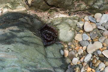 sea anemone and barnacles on stones on the beach