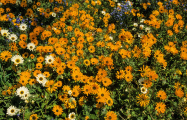 arcotis , Arcotis Grandis