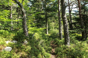 Petit sentier forestier en Haute -Loire