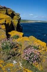 R&eacute;serve, East Lothian, Ecosse, Grande Bretagne, Arm&eacute;rie maritime, Armeria maritima