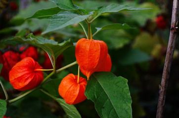 red physalis exotic fruit in the garden