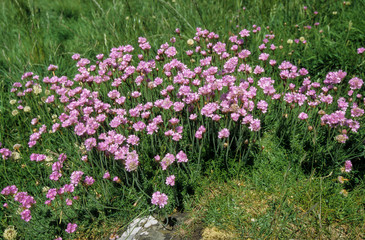 Armérie maritime, Armeria maritima