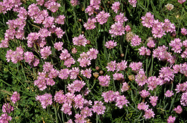 Armérie maritime, Armeria maritima