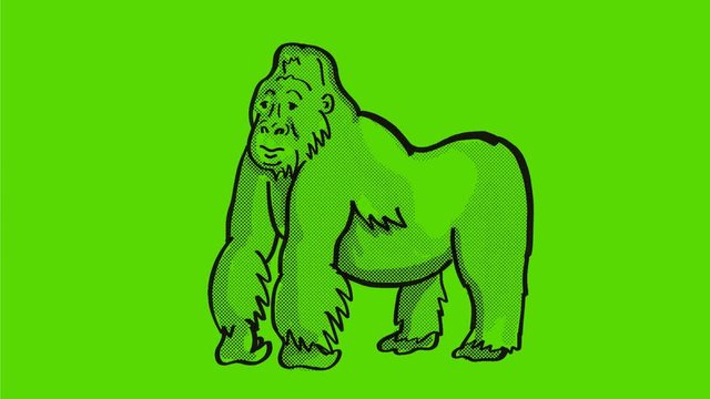 2d Animation motion graphics drawing of a silverback gorilla farting blowing a fart on white, black and green screen in HD high definition.
