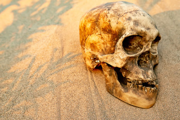 A human skull in the desert