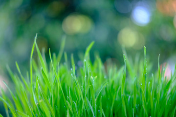 grass with water drops of dew on background