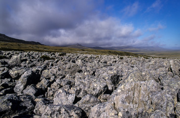 Fototapeta na wymiar Iles Falkland, iles Malouines