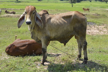 Cows in the meadow