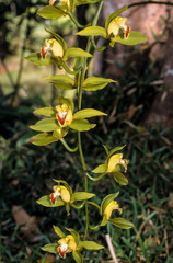 Obraz na płótnie Canvas Orchidée, Cymbidium lowianum