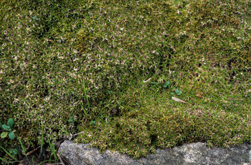 mousse, arenaria rosania, Iles Falkland, iles Malouines