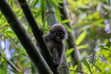 Spectacled Langur in Khao Sok National Park, Thailand