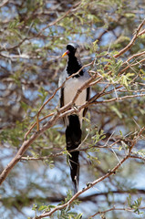 Obraz premium Tourterelle masquée,.Oena capensis, Namaqua Dove