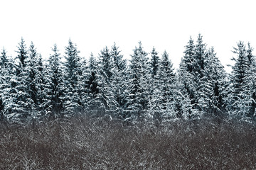 Bäume und Sträucher im Winter, Tannenbäume mit Schnee und Eis