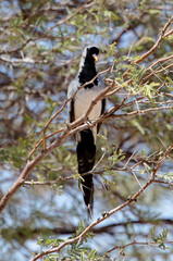 Tourterelle masquée,.Oena capensis, Namaqua Dove