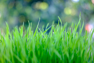 grass on green background