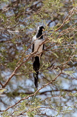 Tourterelle masquée,.Oena capensis, Namaqua Dove
