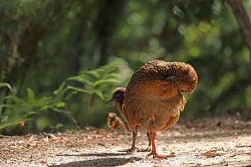 Wekaralle Rallenvogel in Neuseeland