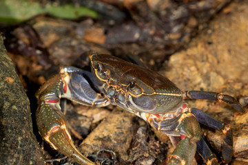 A terrestrial crab on a Khao Sok National Park, Thailand