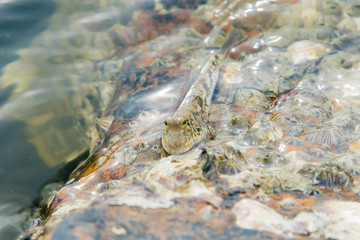 Fish climbing on a rock