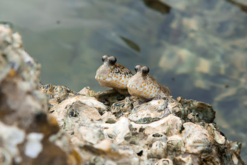 Fish climbing on a rock