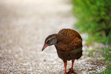 Wekaralle Rallenvogel in Neuseeland