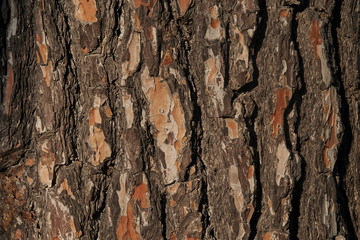 Closeup view of pine trunk as background.