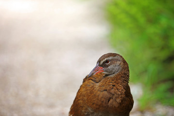 Wekaralle Rallenvogel in Neuseeland